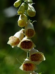 yellow foxglove, flower, flowers