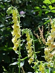 yellow foxglove, flower, flowers
