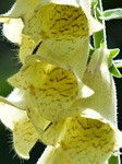 yellow foxglove, flower, flowers