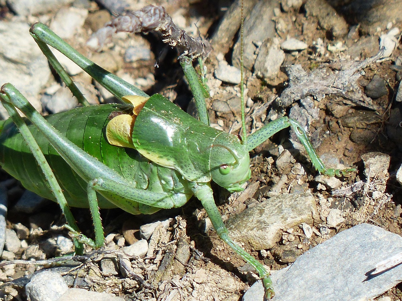 Grosspher Insect Gut Insect Grasshopper Polysarcus - Free photo on Pixabay