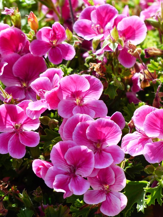 Flowers Pink Geranium Container · Free photo on Pixabay