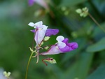 balfour jewelweed, impatiens balfourii, flower