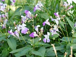 balfour jewelweed, impatiens balfourii, flower