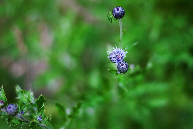 Free Flower Bug photo and picture