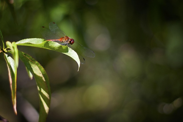 Free Dragonfly Red photo and picture