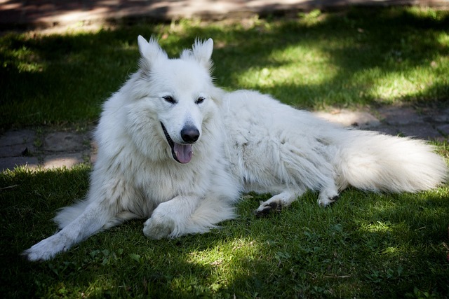 Free Dog Nature photo and picture