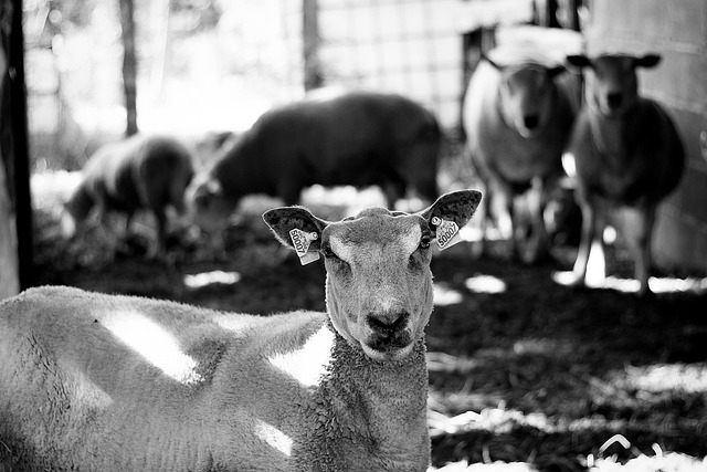 Free Sheep Wool photo and picture