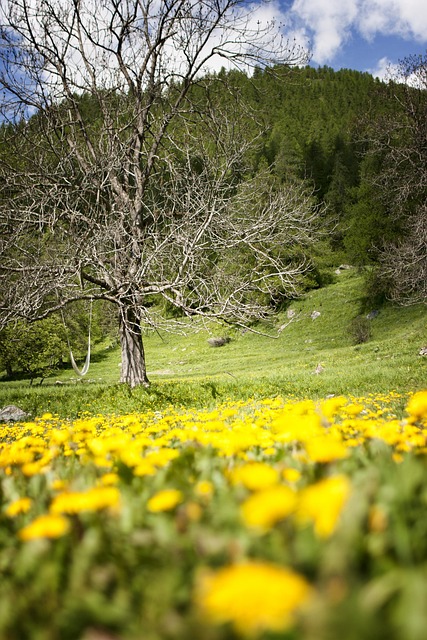 Free Tree Flower photo and picture