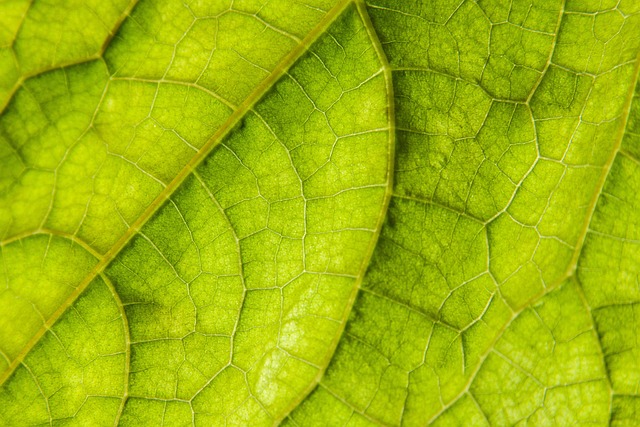 Free Leaf Backlighting photo and picture