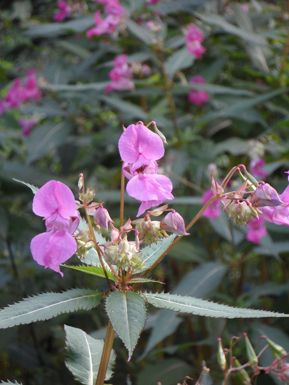 Baume Balsamine Impatiens - Photo gratuite sur Pixabay - Pixabay