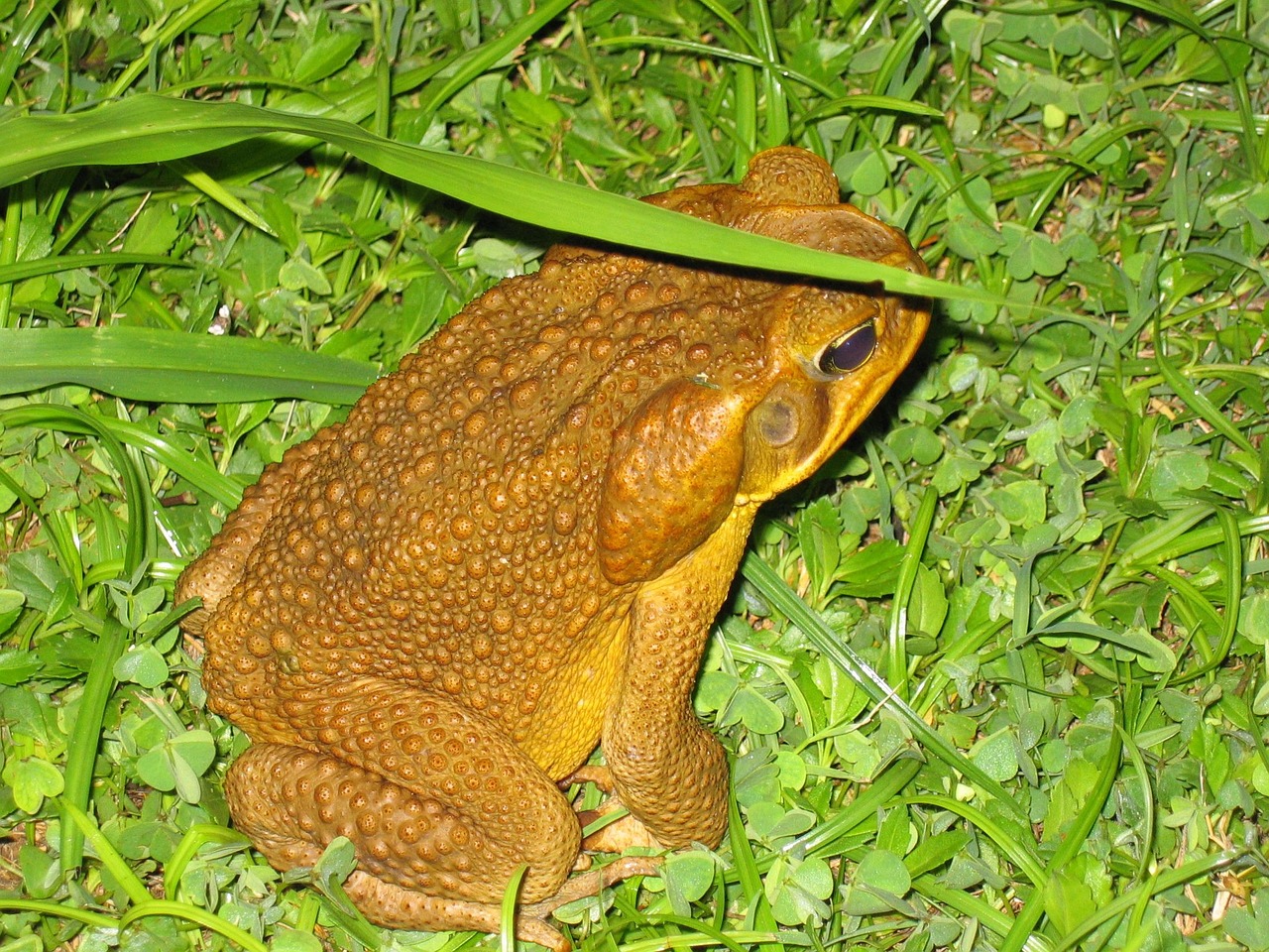 Frog - free online jigsaw puzzle photo