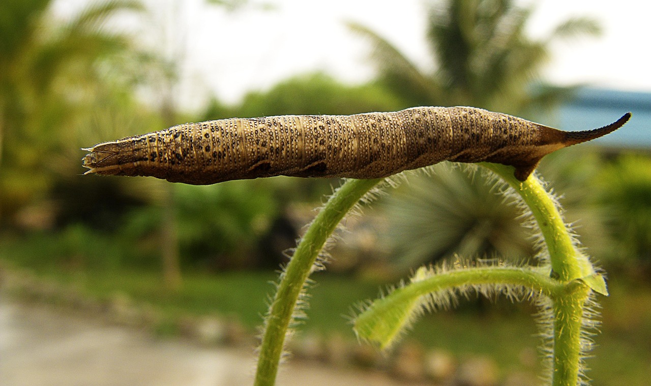 caterpillar, brown, how a bough