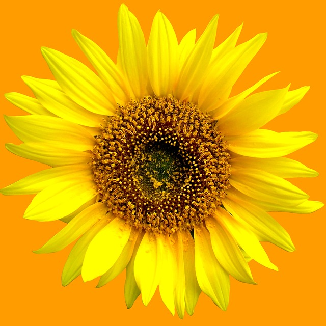 Free sunflower sunflowers summer illustration