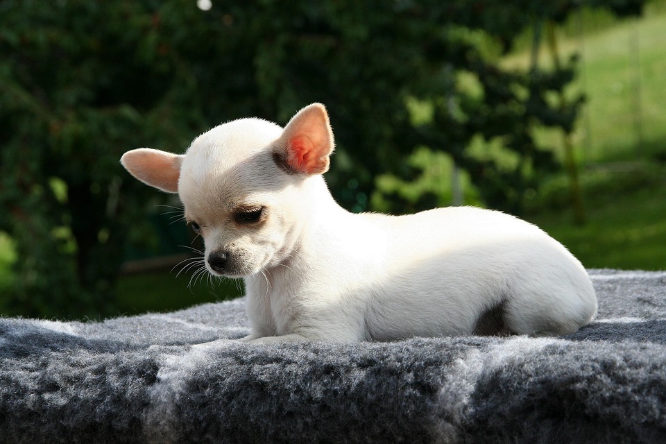 Animal Dog Chihuahua Free Photo On Pixabay Animal Dog Chihuahua Free Photo On Pixabay