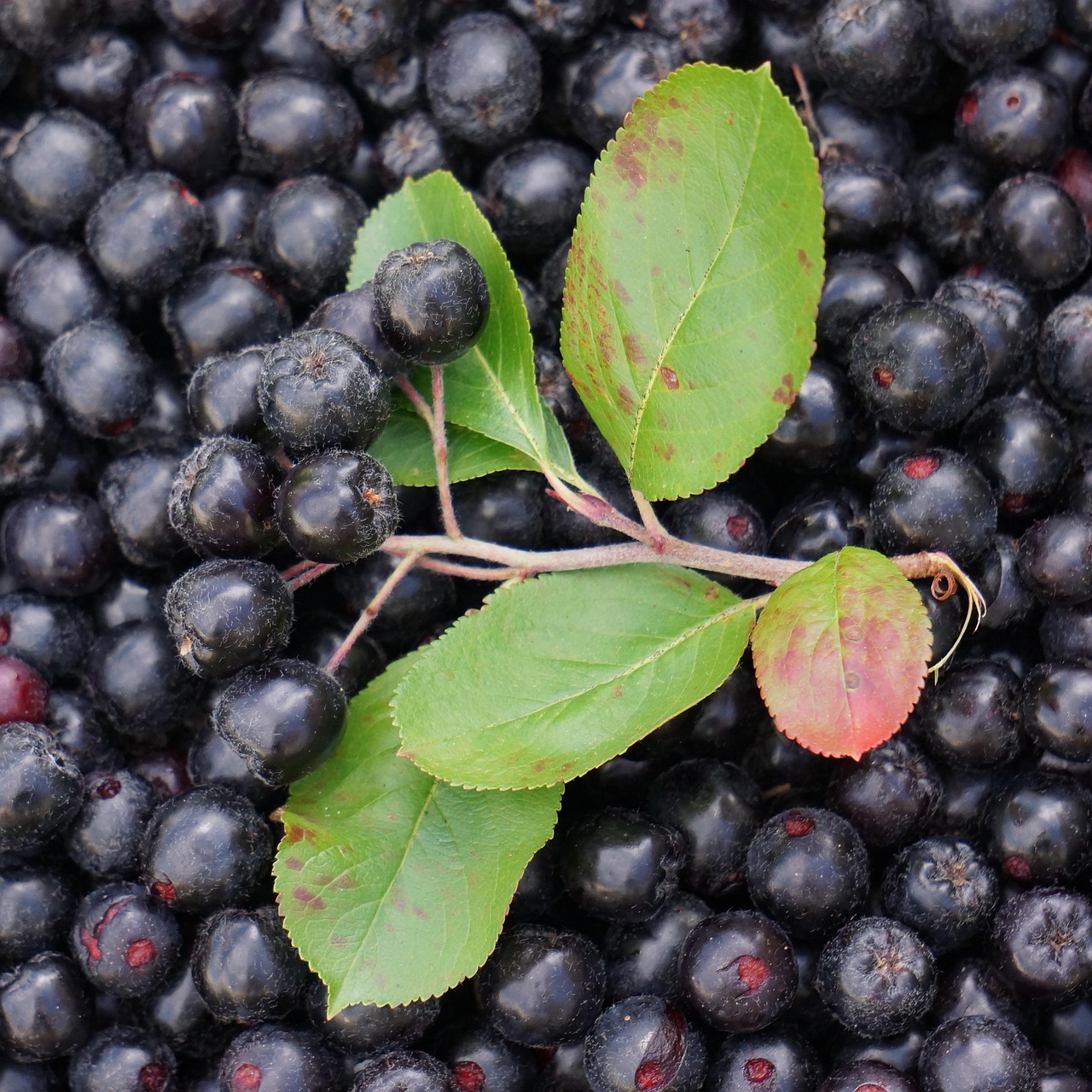 70 Free Aronia Neagr Aronia Photos Pixabay