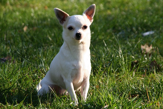 Free Animal Nature photo and picture