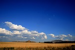 veld, grass, yellow ochre