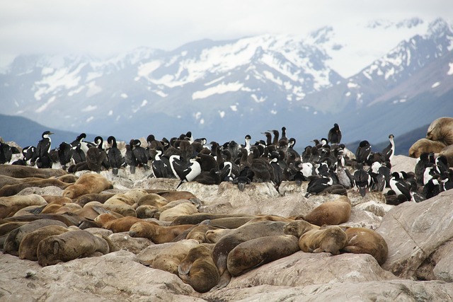 Free Seals Sea Lions photo and picture