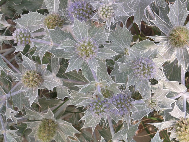 Free Thistle Plant photo and picture