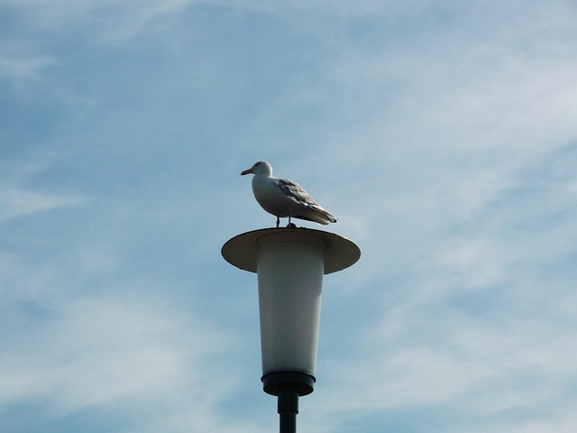 Free Gull Bird photo and picture