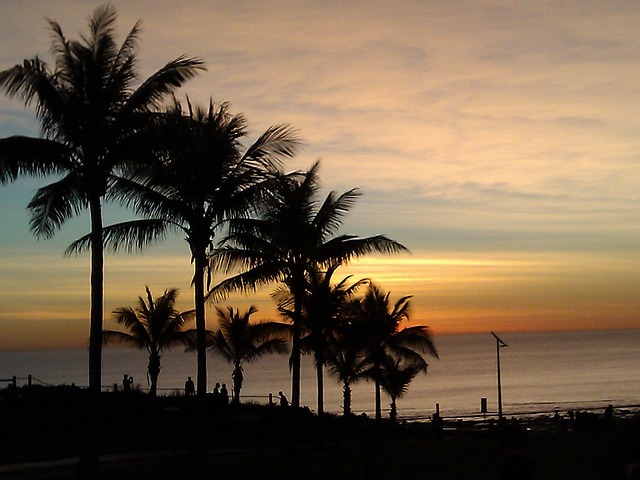 Free Palm Trees photo and picture