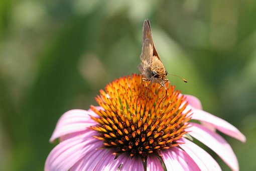 Flor, Mariposa, Insecto, Hermosas Flores