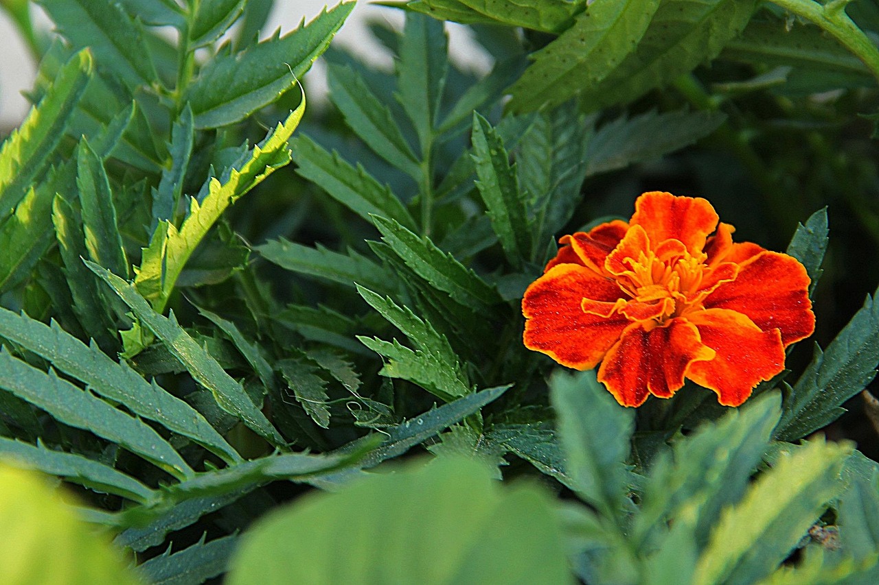 flower-178690_1280.jpg