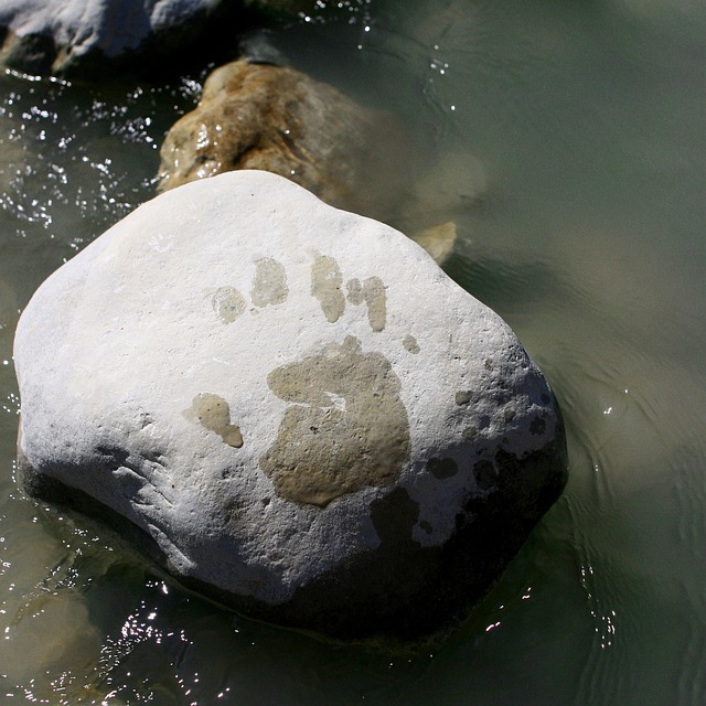 Free Water Rock photo and picture