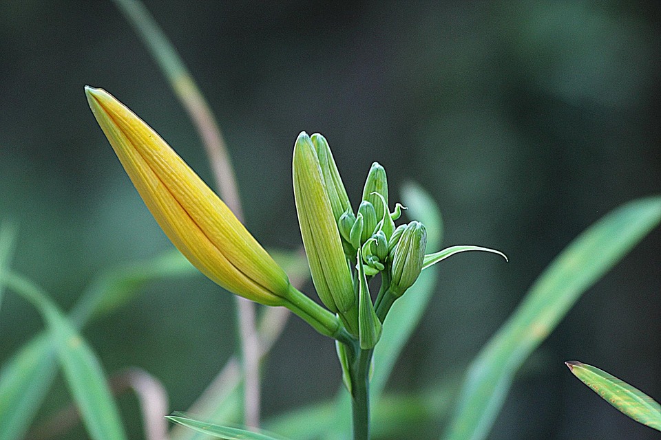 Before Bloom Flower Floral Free photo on Pixabay Pixabay