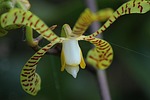 orchid, flower, orchid like