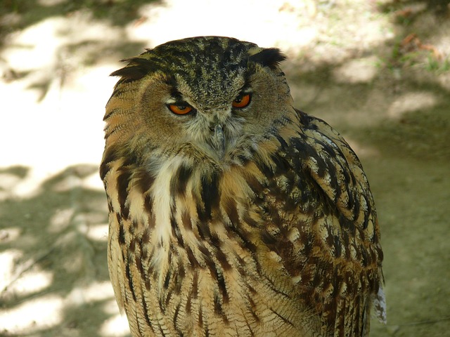 Free Owl Bird photo and picture