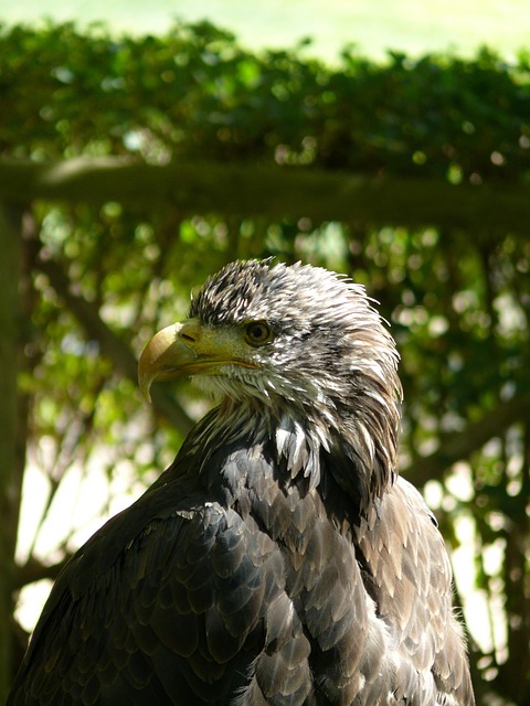 Free Eagle Birds Of Prey photo and picture