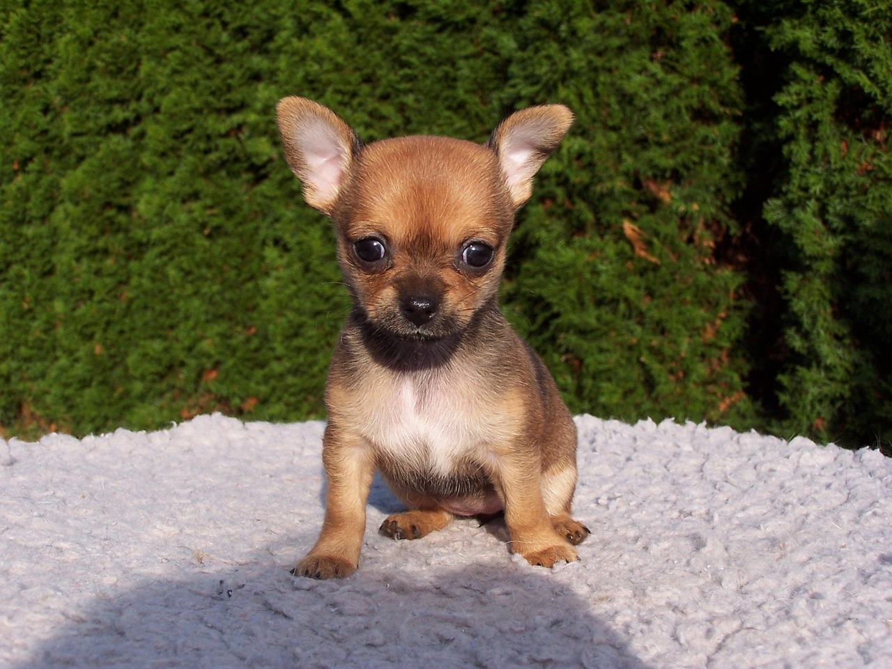 800 Free Chihuahua Animal Photos Pixabay 800 Free Chihuahua Animal Photos Pixabay