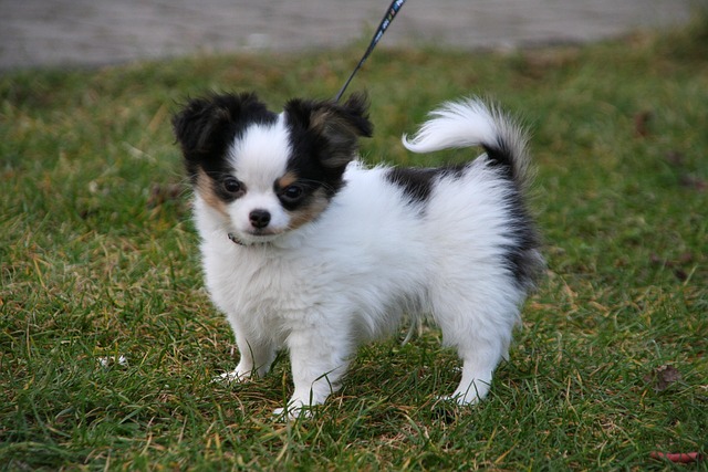 Free Animals Dogs photo and picture