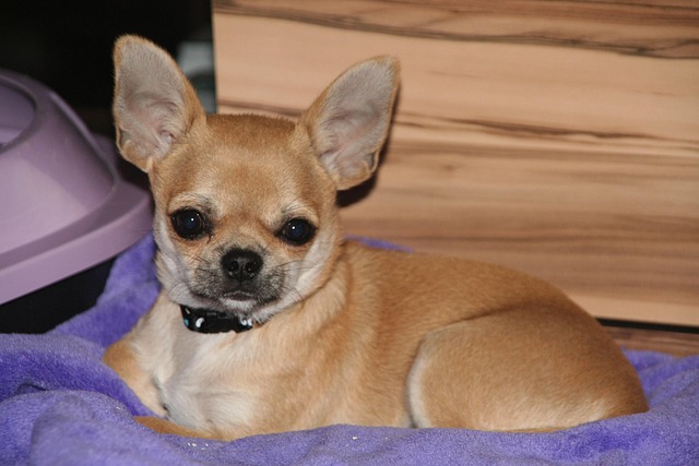 Free Animals Dogs photo and picture