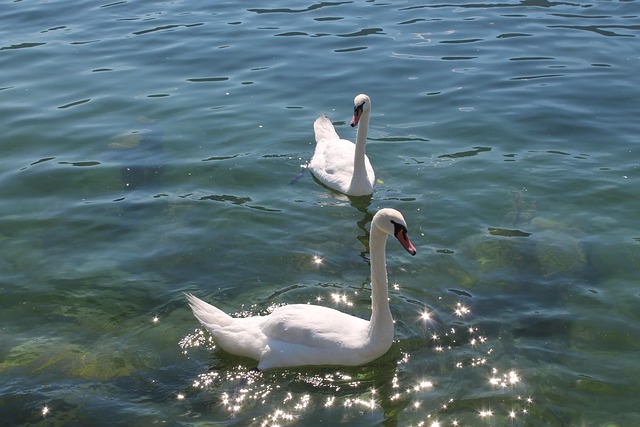 Free Water Swan photo and picture
