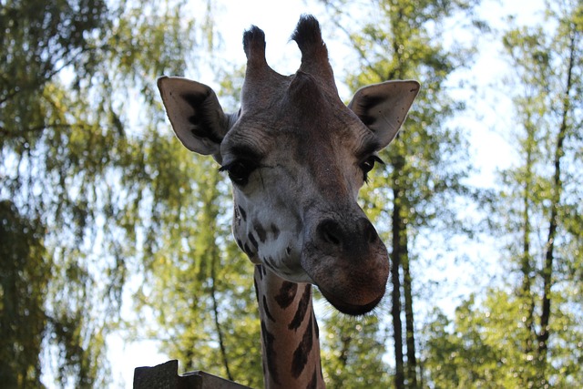 Free Giraffe View photo and picture