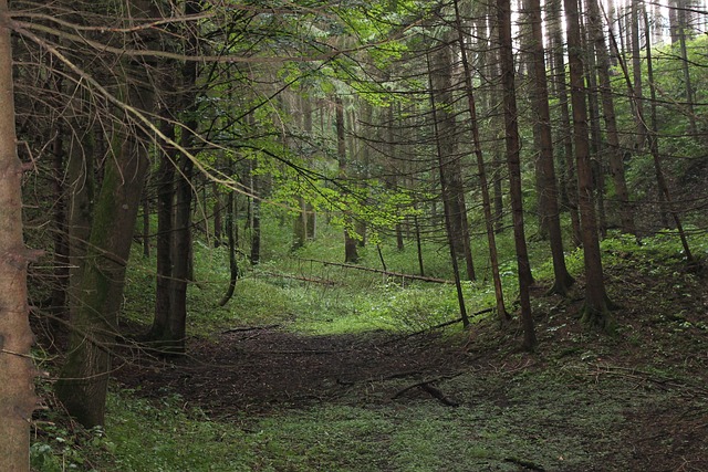 Free Forest Grim photo and picture