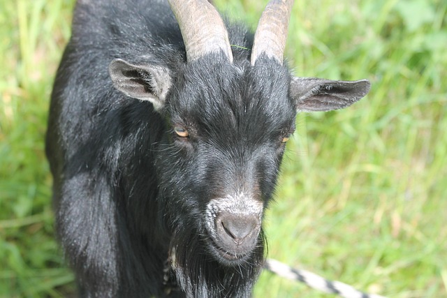 Free Goat Desire photo and picture
