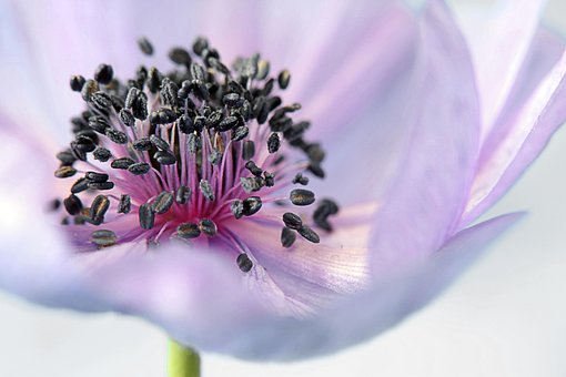 Anémone, Fleur, Fleurs, Pourpre, Prairie