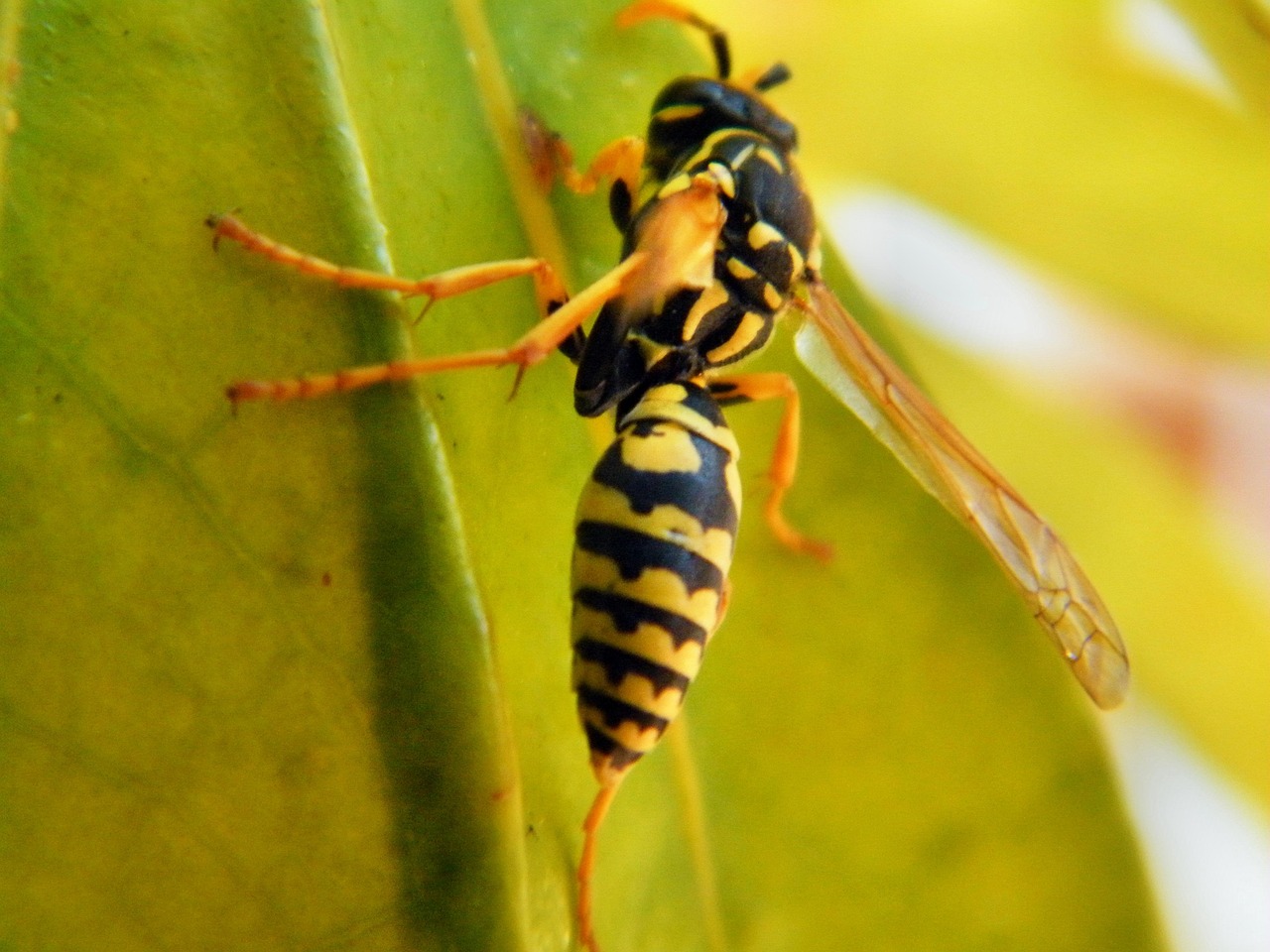 Vespa Animal Inseto Foto Gratuita No Pixabay Vespa Animal Inseto Foto Gratuita No Pixabay