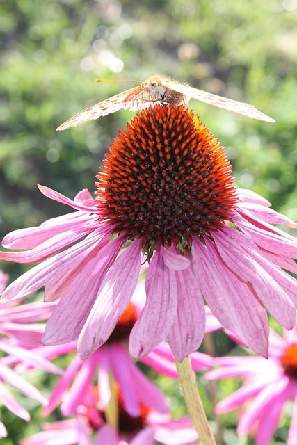 Free Butterfly Beautiful Flowers photo and picture