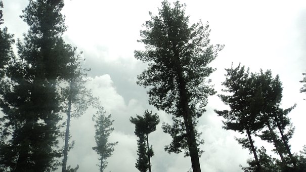 Hårlokk, Himmel, Tre, Organisk, Jordbruk