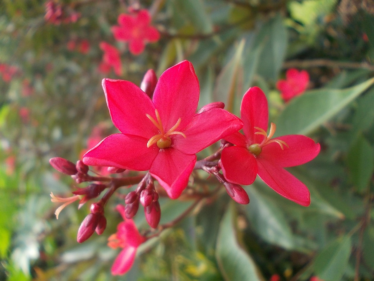 Flower Flowers Sri Lanka Free photo on Pixabay Pixabay