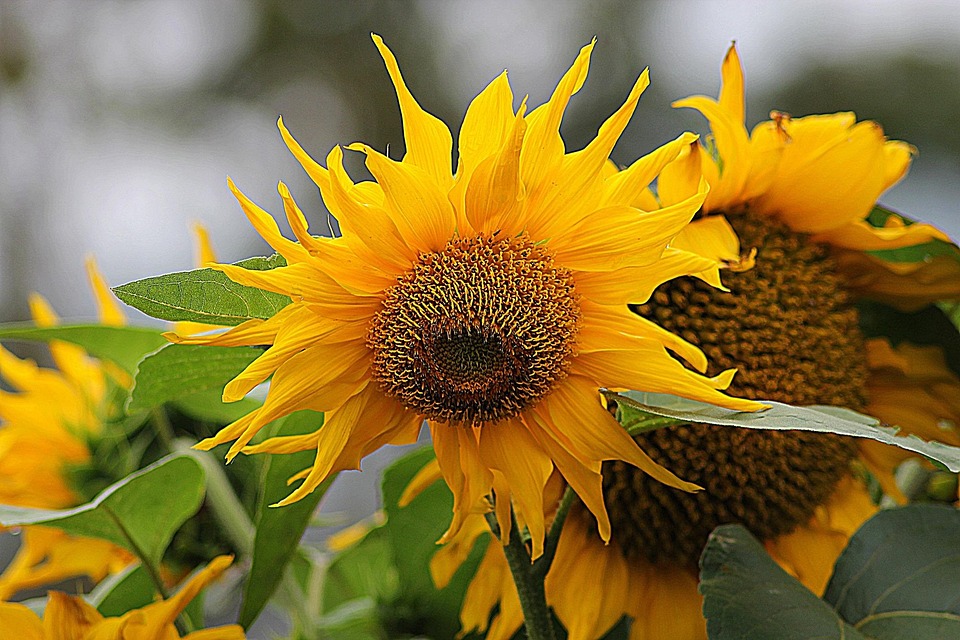 Free photo Sunflower, Helianthus, Floral Free Image on Pixabay 179438