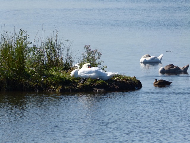 Free Swan Baltic Sea photo and picture