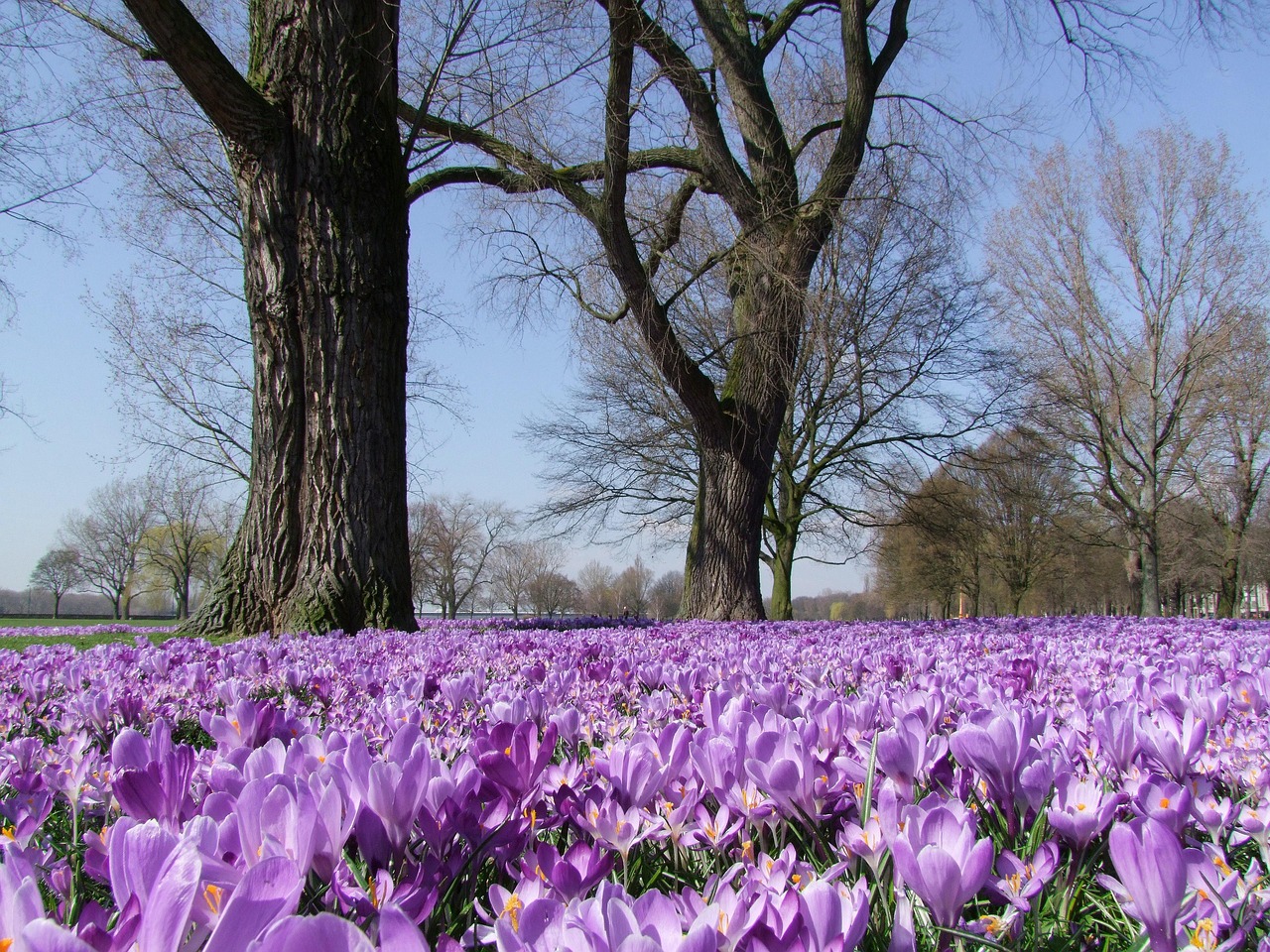 Krokus Wiosna Park Darmowe Zdj cie Na Pixabay Krokus Wiosna Park Darmowe Zdj cie Na Pixabay