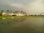in rice field, landscape, areca catechu tree