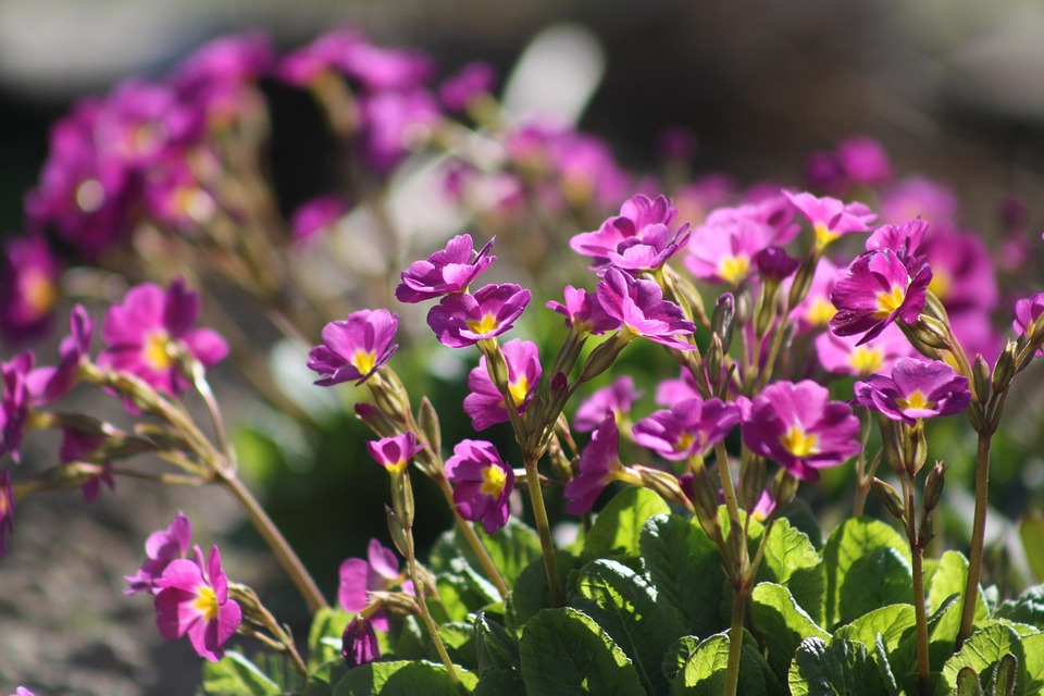Forår natur blomster · gratis foto på pixabay Have blomster billeder
