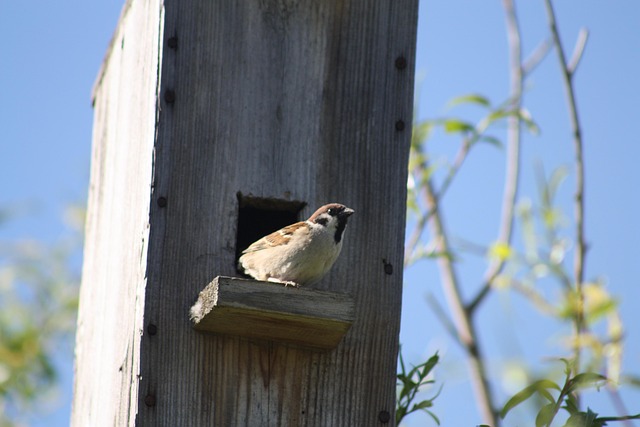 Free Spring Nature photo and picture